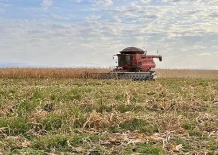 Colheita do milho em MS deve render 72,6 sacas por hectare, prevê Rally da Safra