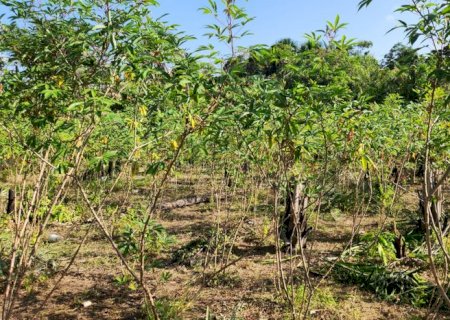 Praga quarentenária da mandioca é detectada pela primeira vez no Brasil no norte do estado do Amapá