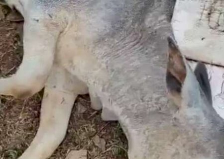 No dia mais frio do ano, gado agoniza em fazenda da Capital