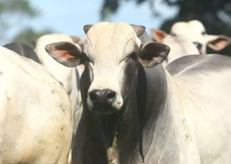 Pecuaristas seguem em vantagem na disputa pelos melhores preços para o boi gordo