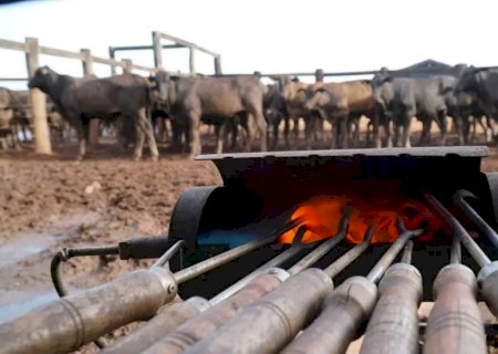 Devemos aposentar a prática marcação a fogo na pecuária brasileira?
