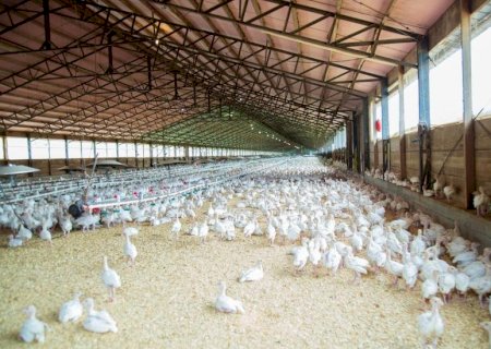 Dia da Avicultura: Mato Grosso do Sul celebra o desempenho do setor avícola e a contribuição da agricultura