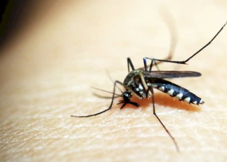 Brasil tem 254 mil casos de chikungunya; doença matou 161 este ano
