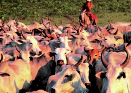 Valor Bruto da Produção agropecuária MS soma quase R$ 60 bilhões no ano