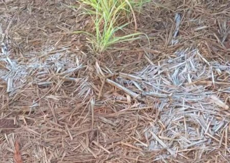 MS registrou geada em 9 cidades com sensação térmica de -4ºC