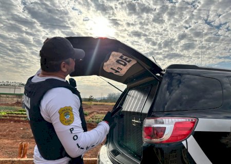 Polícia Civil deflagra operação “Mulheres em Foco” e cumpre mandados de prisão em Campo Grande