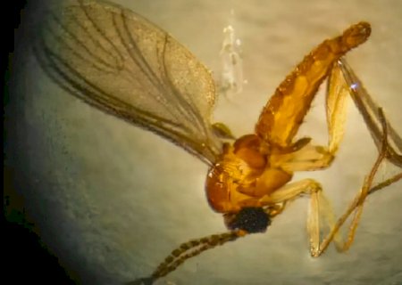 São Paulo registra três novos casos de Febre do Oropouche