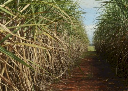 Produção de cana pode cair 20% com mudanças climáticas, diz estudo