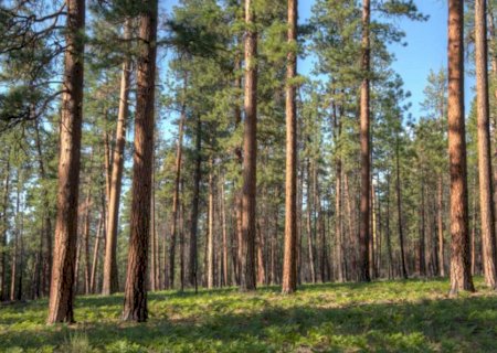 Suzano conclui compra de 70 mil hectares em MS por R$ 2,12 bilhões