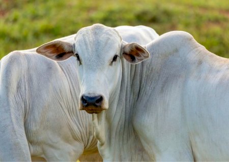 Abertura de mercado na Turquia para exportação de heparina bovina