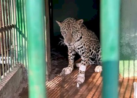 Onça-pintada é resgatada com queimaduras de 2º grau no Pantanal
