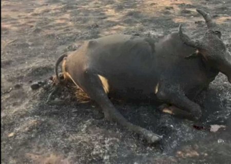 Bovinos morrem em incêndio florestal na região norte de MS