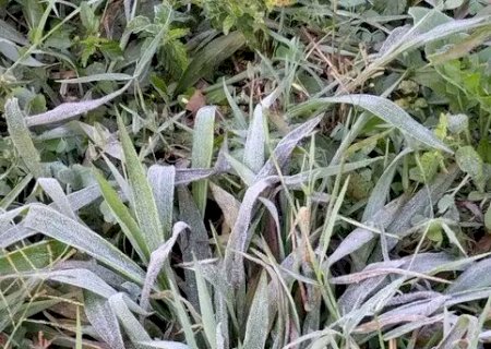 Caarapó e mais 15 municípios de MS tiveram geadas neste domingo; sensação chegou a -4ºC