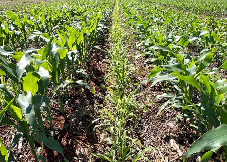 Diversificar culturas na sucessão entre milho e soja aumenta lucro do produtor em até 11%