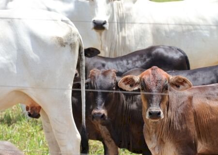 Bezerro de Mato Grosso do Sul sinaliza recuperação, com alta mensal de 2,3% em agosto