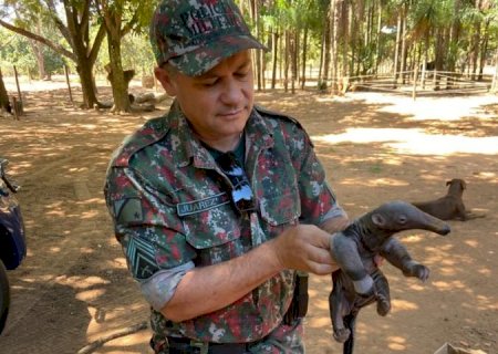 O que faço se encontrei um animal silvestre ferido? Imasul faz orientações e recomenda acionar a PMA
