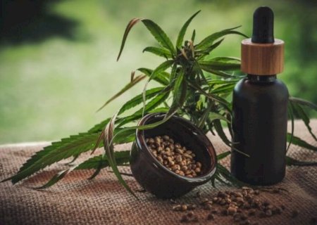 Assembleia de Mato Grosso do Sul aprova acesso a medicamentos à base de maconha