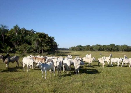 Fogo e seca no Pantanal podem reduzir oferta de bezerros em 2025