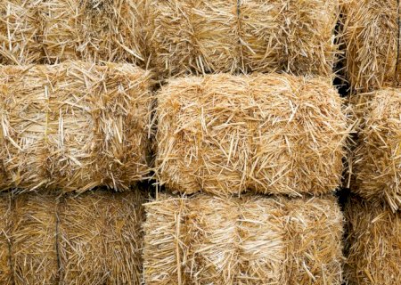 País celebra abertura de mercados no Canadá para exportação de feno e fibra de coco do Brasil