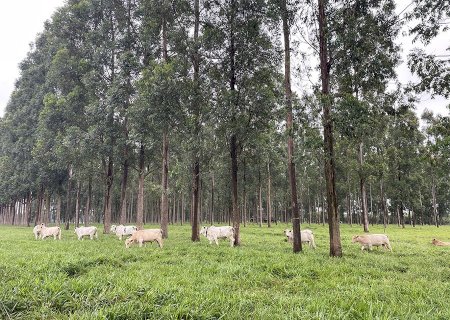 Pelagem tem influência direta na adaptação de bovinos às mudanças climáticas