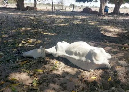 PMA usa drones para mapear fazenda onde bois foram encontrados mortos