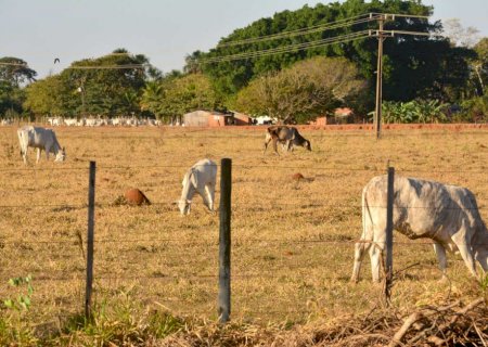 Equiparação de boi vivo à carcaça para crédito de PIS e Cofins pode beneficiar frigoríficos de MS