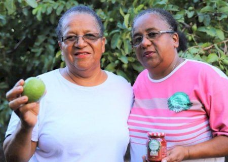 Pomar de goiabas com 2,5 hectares é a fonte de renda e felicidade de duas famílias em Itaporã