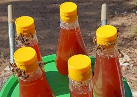 &ldquo;Preju&iacute;zo &eacute; certo&rdquo;, dizem apicultores ap&oacute;s fogo no Pantanal destruir colmeias