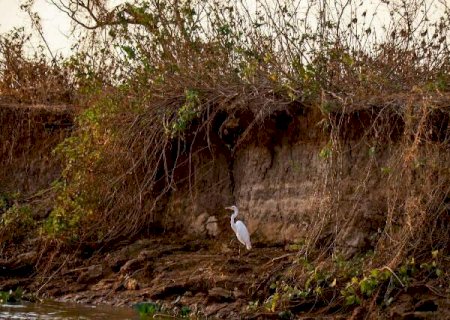 Brasil enfrenta pior seca da hist&oacute;ria e MS &eacute; um dos estados mais afetados