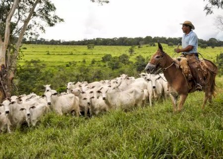 União Europeia embarga importação de carne bovina de fêmeas do Brasil