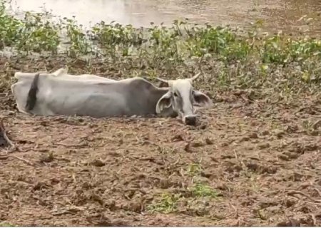 MPMS vai investigar maus-tratos a bovinos em fazenda de Rio Verde de Mato Grosso
