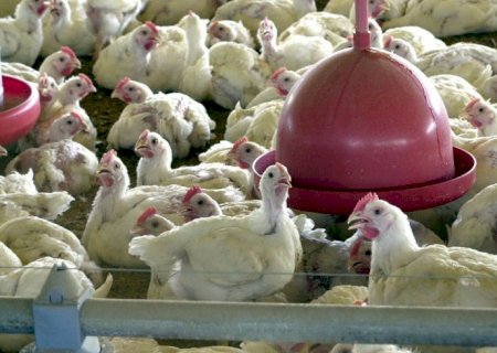 Valor de produção da pecuária tem recorde, com marca de R$ 122,5 bi