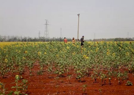 Estiagem prejudica cenário dos girassóis e proprietário calcula prejuízos