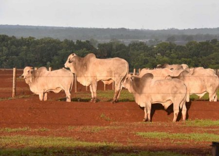 Arroba vai a R$ 300 e carne bovina deve ficar mais cara ao consumidor
