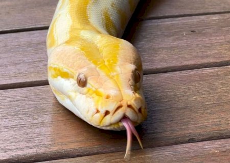 Píton albina que não pode retornar à natureza ganhará nova chance no Bioparque Pantanal