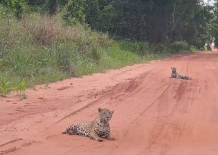 Filhotes de onça são avistados em estrada de MS; veja vídeo