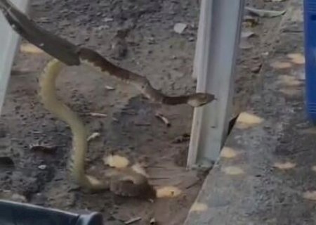 Jararaca Caiçara assusta moradores de Ribas do Rio Pardo