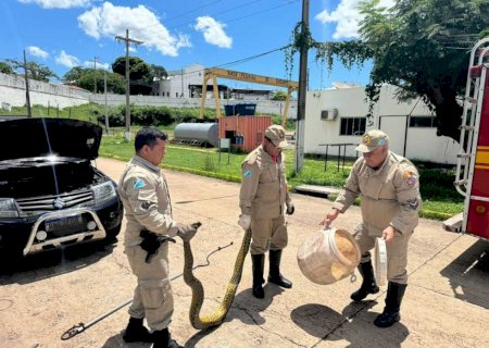 Bombeiros capturam sucuri de três metros que estava no motor de carro
