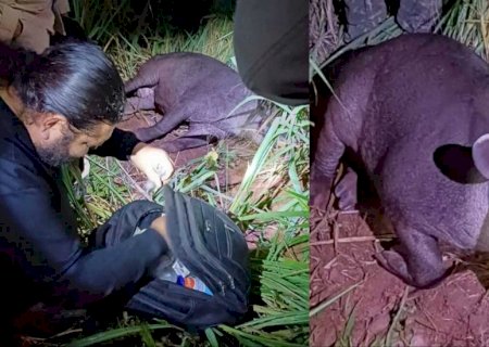 Antas atropeladas são resgatadas em rodovias de Mato Grosso do Sul
