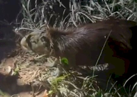 Capivara é resgatada após cair em piscina em MS