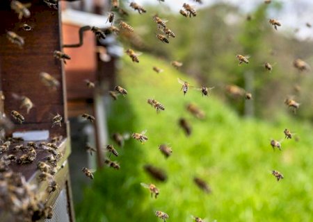 Ataques de abelhas em 2024 deixam tragédias e superações em Mato Grosso do Sul