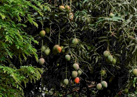 Multa de R$ 11 mil é ignorada e árvores frutíferas cortadas sem autorização em condomínio de luxo em MS