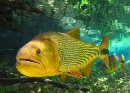 Sancionado projeto que proíbe pesca do Dourado até 2027
