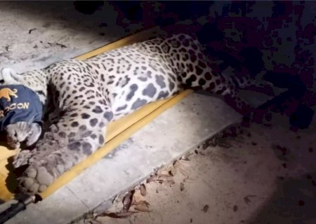 Onça que atacou e matou caseiro no Pantanal é capturada