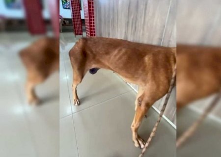 Sem anestesia, homem amputa pata de cadela com faca e tesoura