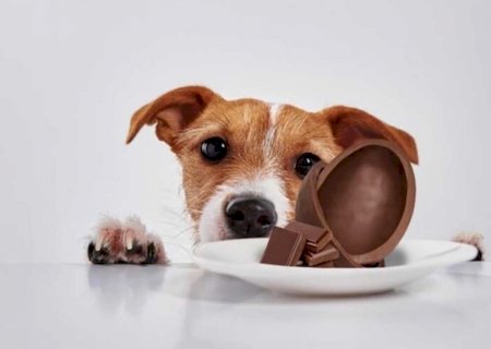 Você já sabe, mas não custa lembrar: na Páscoa, não dê chocolate para seu pet!