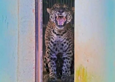 Laudo final mostra que onça atacou cabeça e pescoço de Jorginho