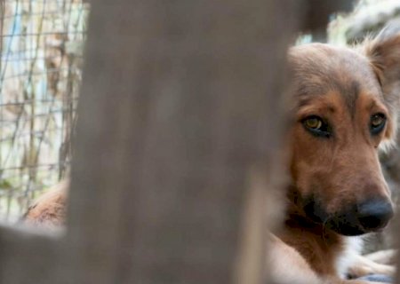Polícia investiga morador que atraía cachorros para estuprar e matar em MS