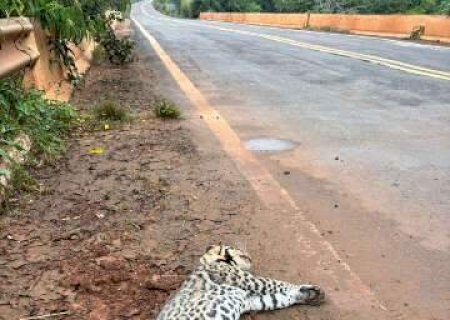 Filhote de jaguatirica morre ao ser atropelado em Paraíso das Águas