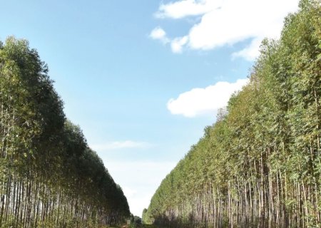Eucalipto pode ser mais rentável que a soja em Mato Grosso do Sul>